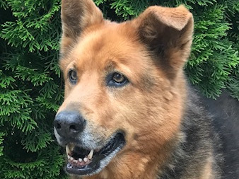 Blessings Animals — and Burying Them, Too?