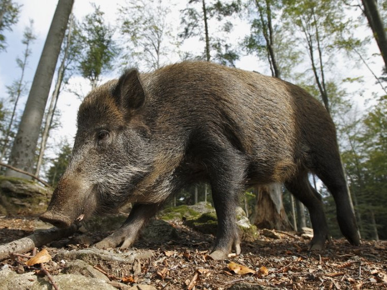 Reformation 2017: Wild Boars and Christian Freedom