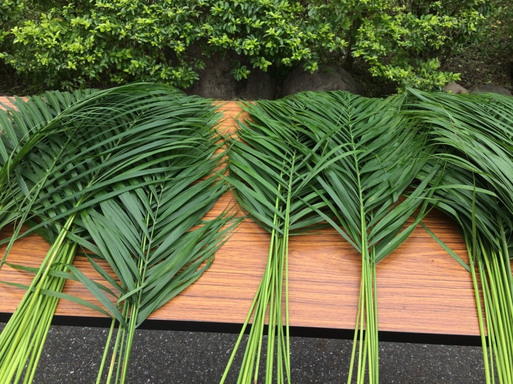 Palm Shortage in New Orleans