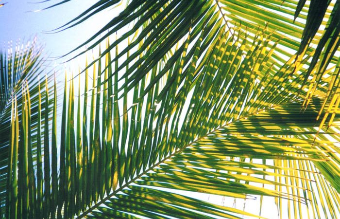 Scarves instead of palms in Senegal