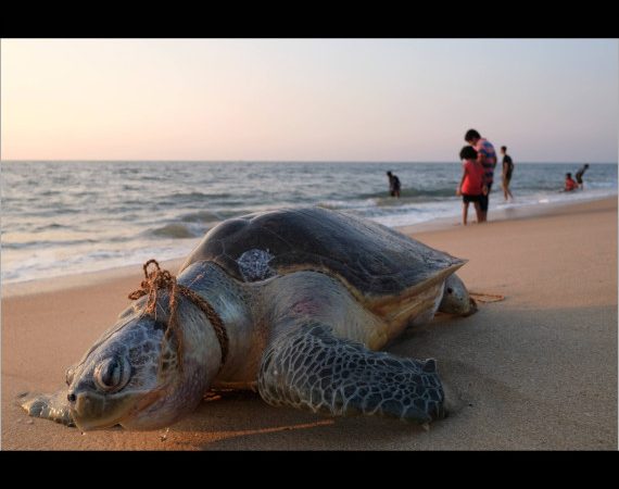 “All You Have Created Rightly Gives You Praise” – and Today, Laments and Groans