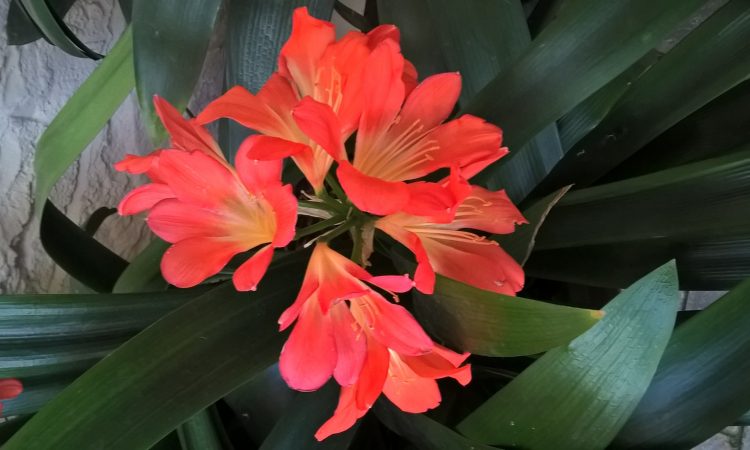 Season of Creation: What Are You Doing to Celebrate? [updated]