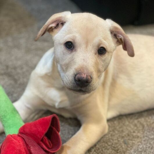 Ars Praedicandi: 30th Sunday in Ordinary Time