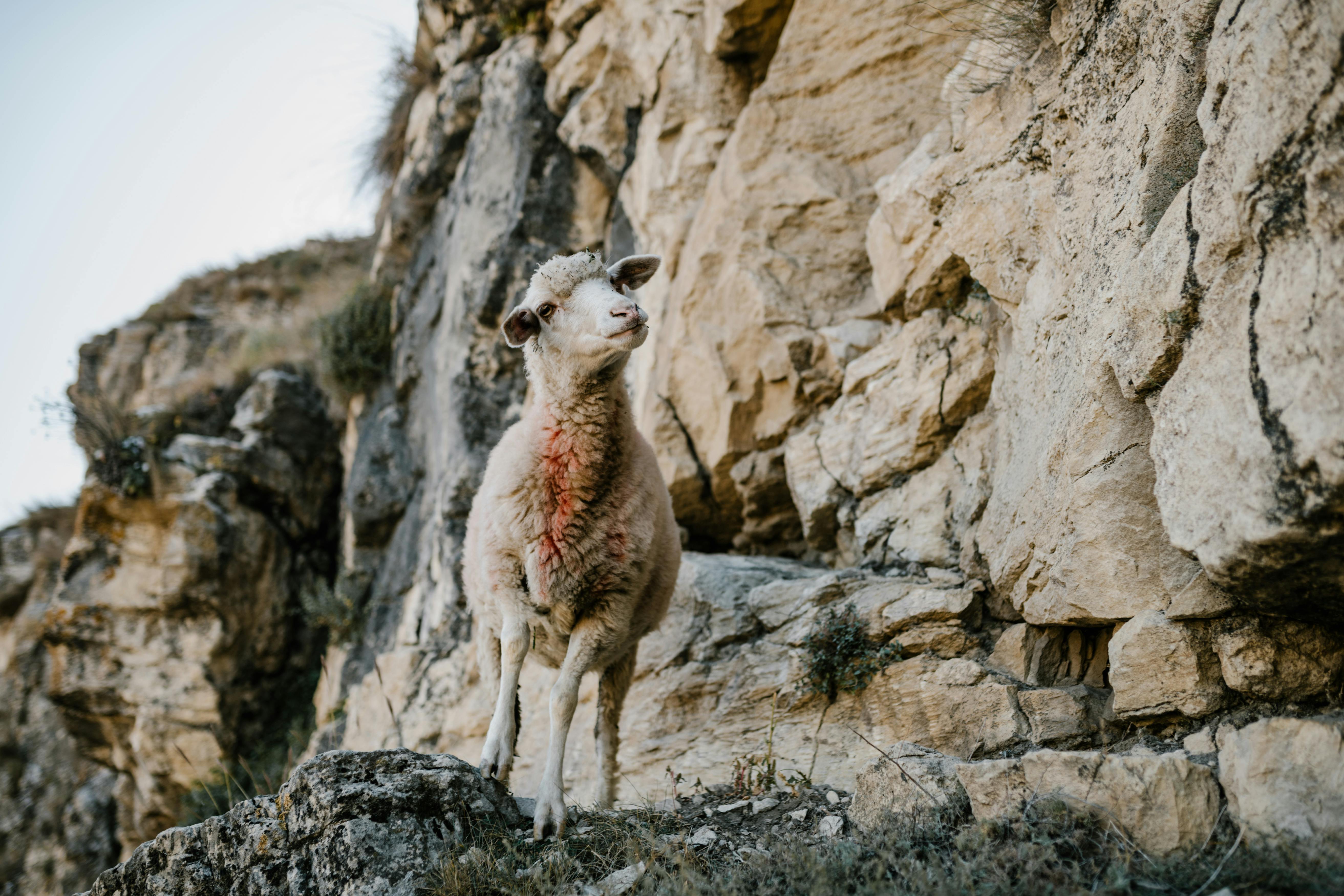 Preaching the Emotions of Jesus: Grief and Joy